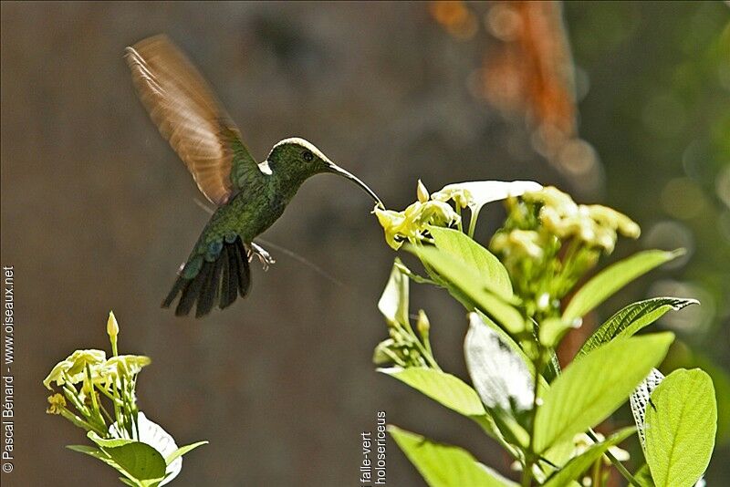 Green-throated Carib