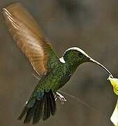 Green-throated Carib