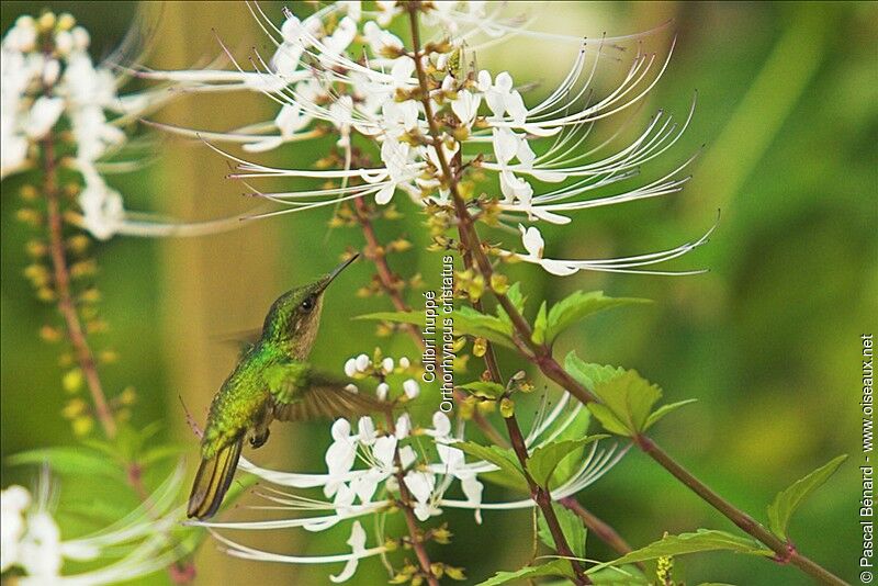 Antillean Crested Hummingbird