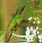 Antillean Crested Hummingbird