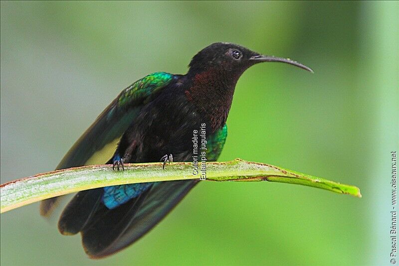 Purple-throated Carib