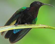 Purple-throated Carib