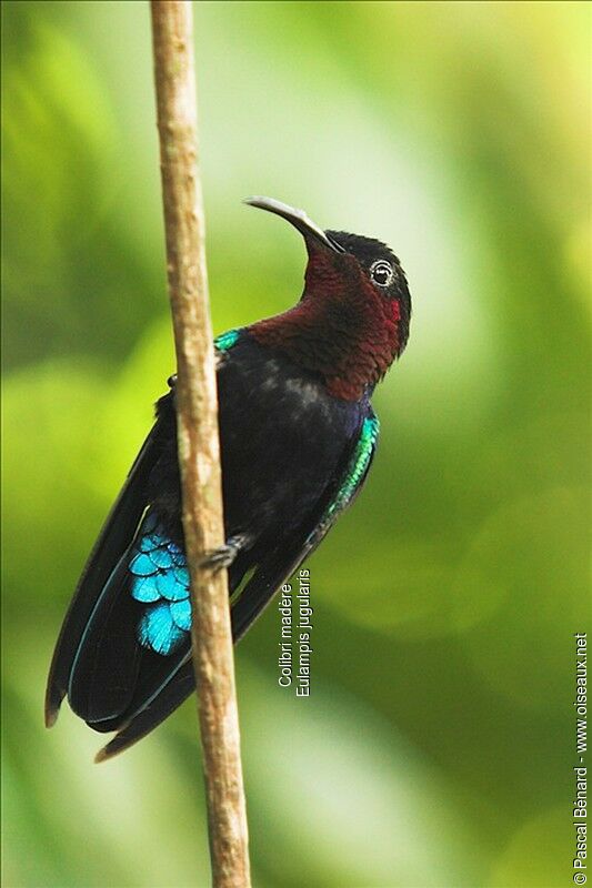 Colibri madère