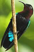 Purple-throated Carib