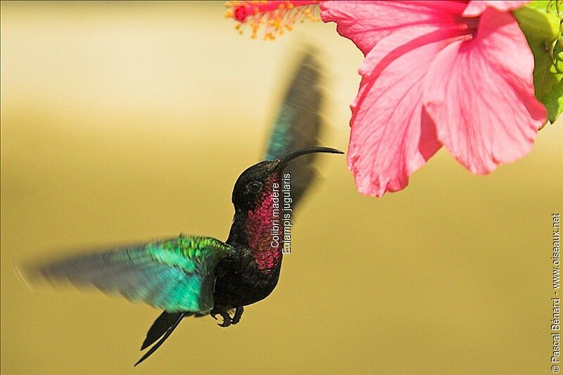 Purple-throated Carib