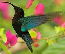 Purple-throated Carib