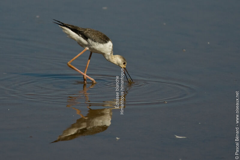 Black-winged Stiltjuvenile