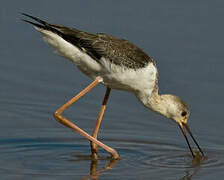 Black-winged Stilt