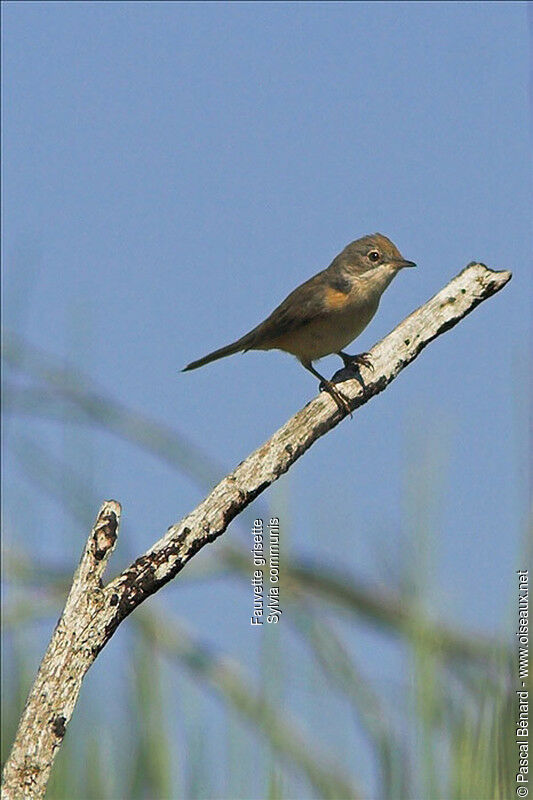 Common Whitethroat female adult