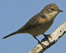 Common Whitethroat