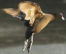 Eurasian Coot