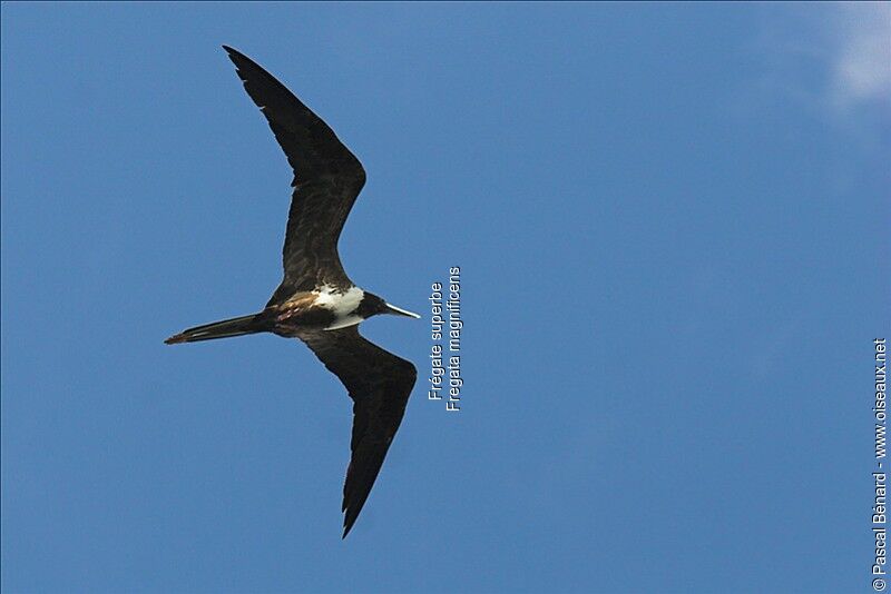 Magnificent Frigatebird