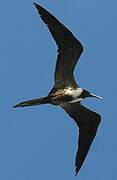 Magnificent Frigatebird