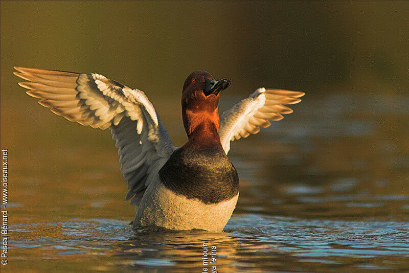 Common Pochard