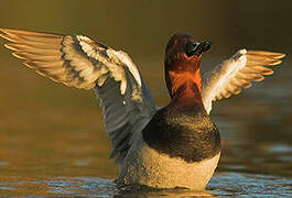 Common Pochard