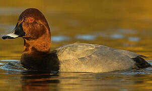 Common Pochard