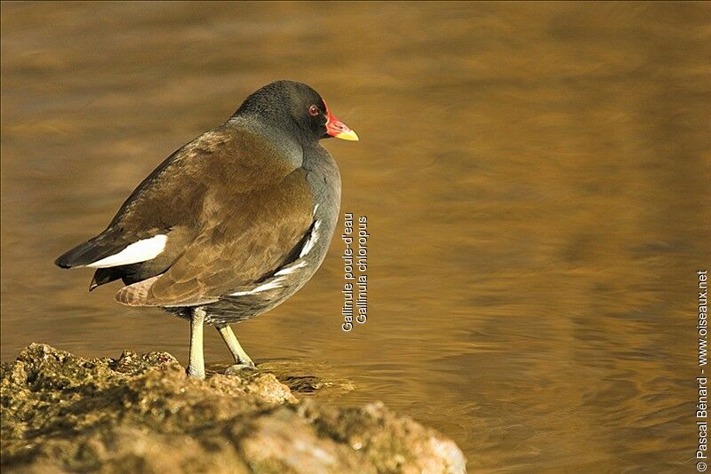 Common Moorhen