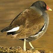 Gallinule poule-d'eau