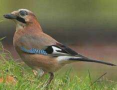 Eurasian Jay