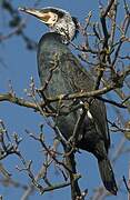 Great Cormorant