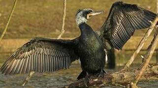 Great Cormorant