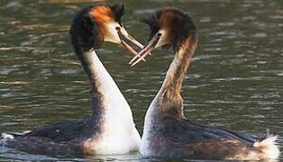 Great Crested Grebe