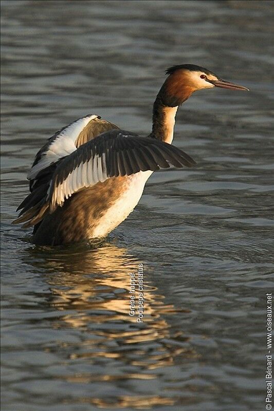 Great Crested Grebe