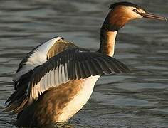 Great Crested Grebe