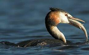 Great Crested Grebe