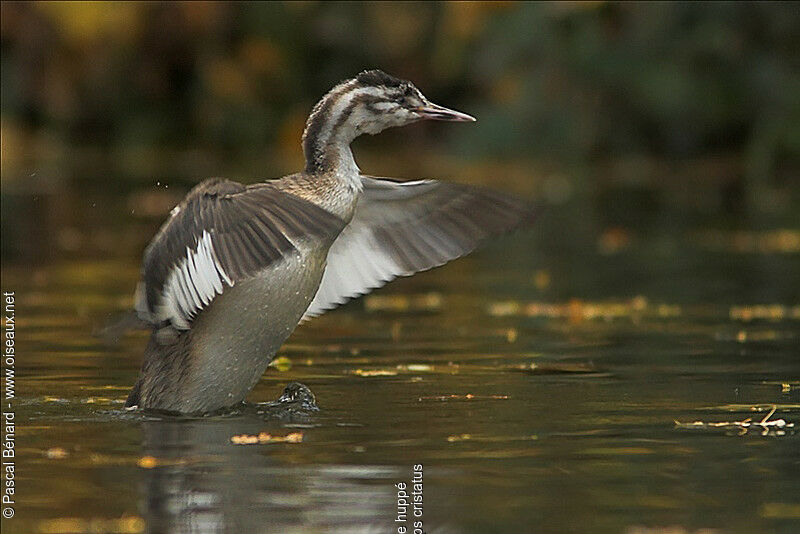 Great Crested Grebejuvenile