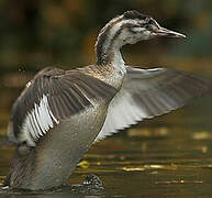 Great Crested Grebe