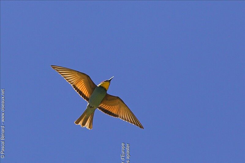 European Bee-eater