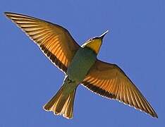 European Bee-eater