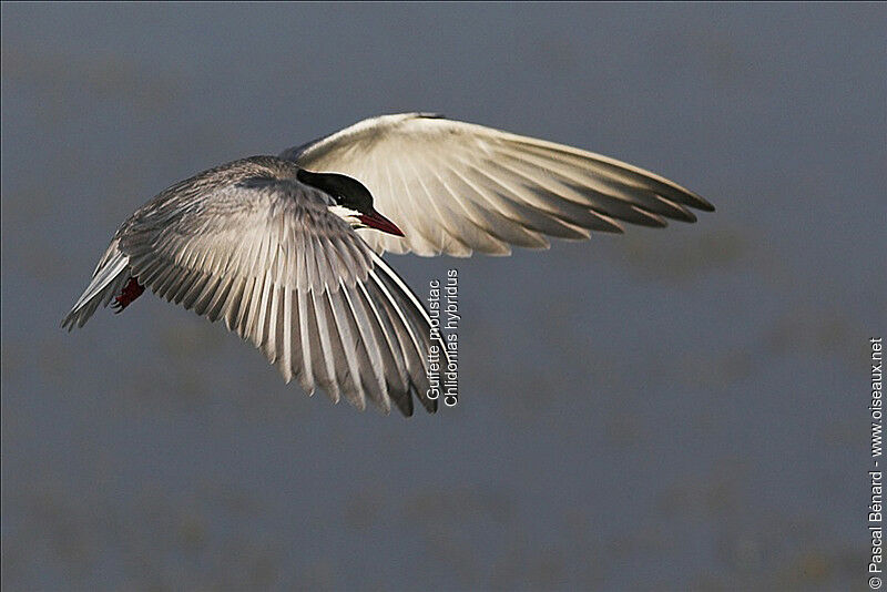 Whiskered Tern