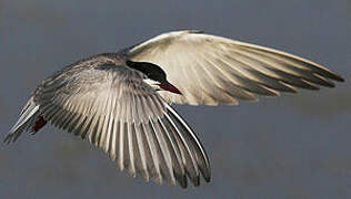 Whiskered Tern