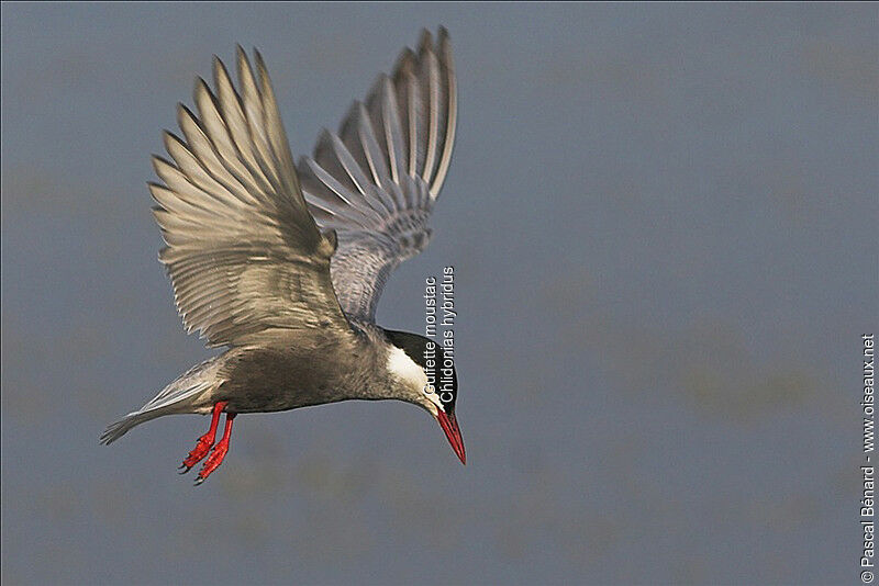 Whiskered Tern