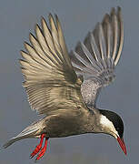 Whiskered Tern