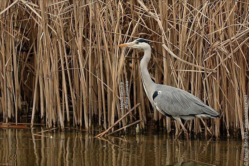 Grey Heron