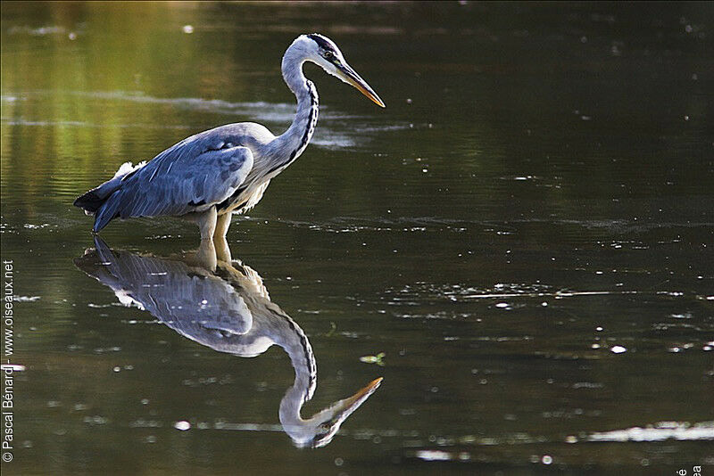 Grey Heron