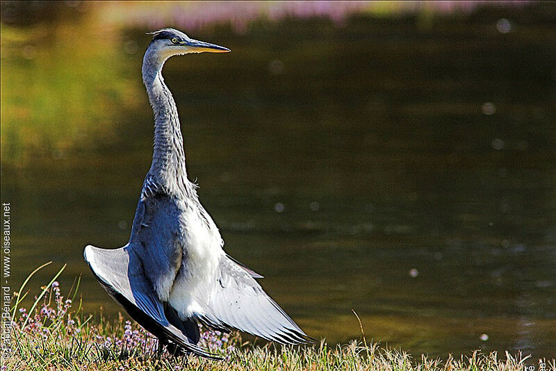 Grey Heron