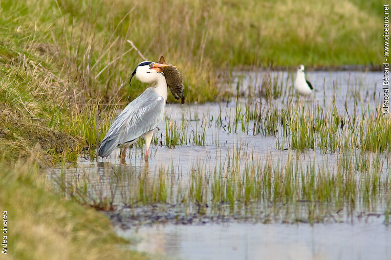 Grey Heron