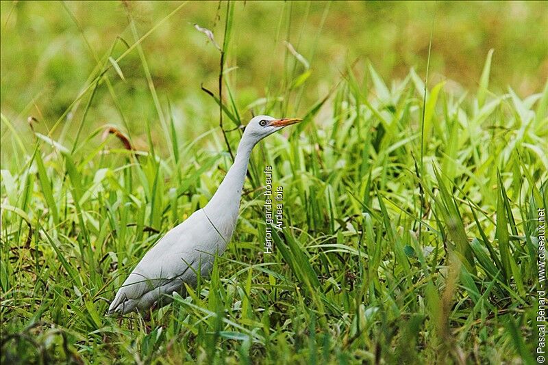 Western Cattle Egret