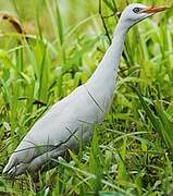 Western Cattle Egret