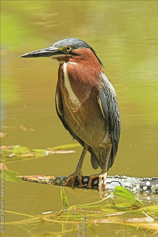 Green Heron