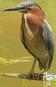 Green Heron