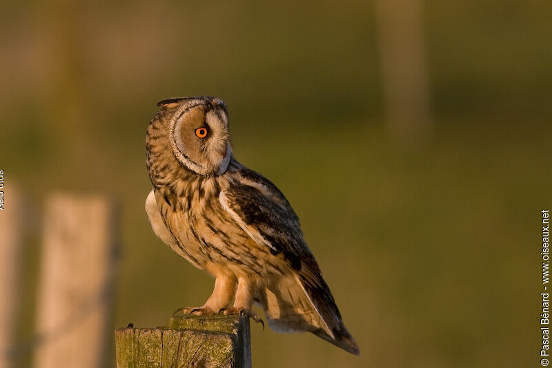 Long-eared Owl