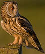 Hibou moyen-duc