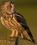 Long-eared Owl