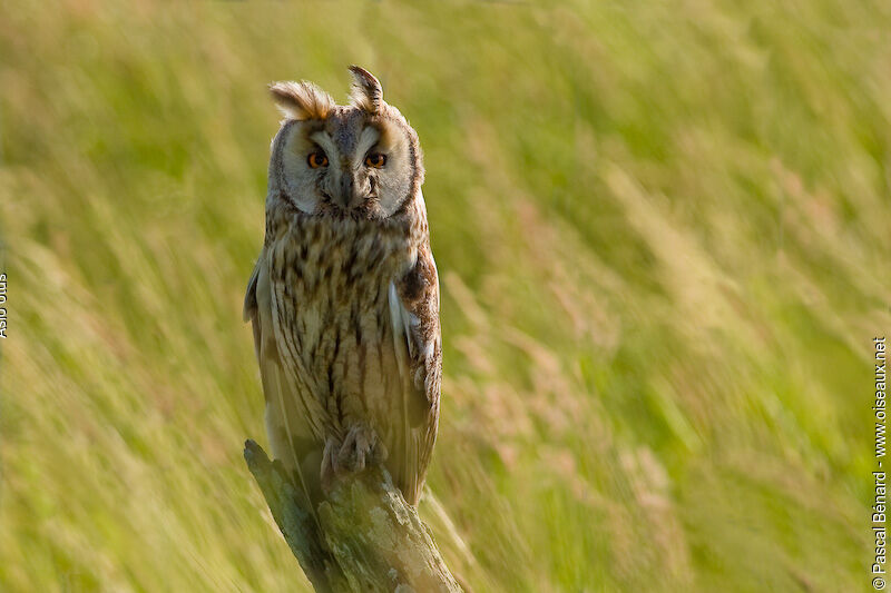 Long-eared Owl