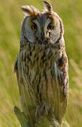 Long-eared Owl